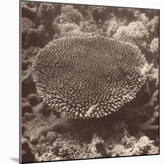 Sepia Barrier Reef Coral II-Kathy Mansfield-Mounted Photographic Print