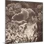 Sepia Barrier Reef Coral III-Kathy Mansfield-Mounted Premium Photographic Print