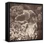 Sepia Barrier Reef Coral III-Kathy Mansfield-Framed Stretched Canvas