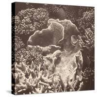 Sepia Barrier Reef Coral III-Kathy Mansfield-Stretched Canvas