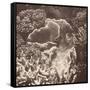 Sepia Barrier Reef Coral III-Kathy Mansfield-Framed Stretched Canvas