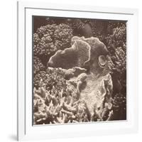 Sepia Barrier Reef Coral III-Kathy Mansfield-Framed Photographic Print