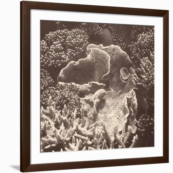 Sepia Barrier Reef Coral III-Kathy Mansfield-Framed Photographic Print