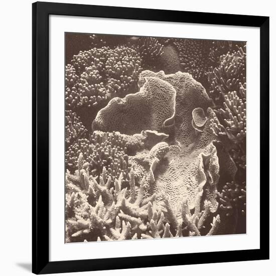 Sepia Barrier Reef Coral III-Kathy Mansfield-Framed Photographic Print