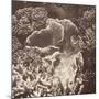 Sepia Barrier Reef Coral III-Kathy Mansfield-Mounted Photographic Print