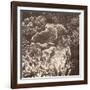 Sepia Barrier Reef Coral III-Kathy Mansfield-Framed Photographic Print