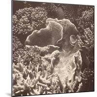 Sepia Barrier Reef Coral III-Kathy Mansfield-Mounted Photographic Print