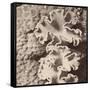 Sepia Barrier Reef Coral IV-Kathy Mansfield-Framed Stretched Canvas