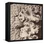 Sepia Barrier Reef Coral IV-Kathy Mansfield-Framed Stretched Canvas