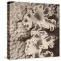 Sepia Barrier Reef Coral IV-Kathy Mansfield-Stretched Canvas