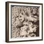 Sepia Barrier Reef Coral IV-Kathy Mansfield-Framed Photographic Print