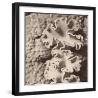 Sepia Barrier Reef Coral IV-Kathy Mansfield-Framed Photographic Print