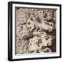 Sepia Barrier Reef Coral IV-Kathy Mansfield-Framed Photographic Print