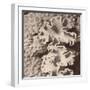 Sepia Barrier Reef Coral IV-Kathy Mansfield-Framed Photographic Print