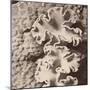 Sepia Barrier Reef Coral IV-Kathy Mansfield-Mounted Photographic Print