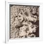 Sepia Barrier Reef Coral IV-Kathy Mansfield-Framed Photographic Print