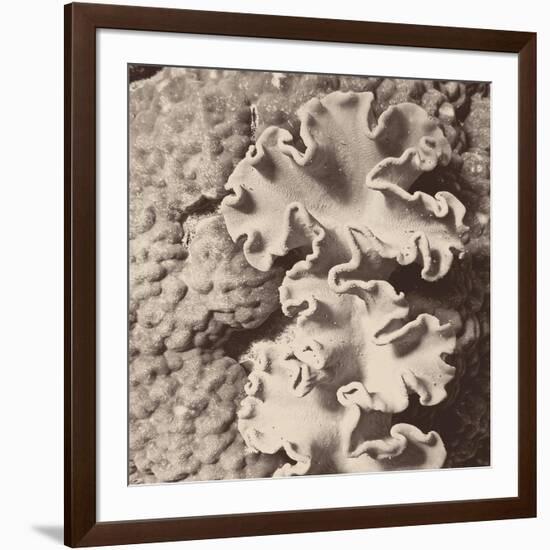 Sepia Barrier Reef Coral IV-Kathy Mansfield-Framed Photographic Print