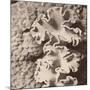 Sepia Barrier Reef Coral IV-Kathy Mansfield-Mounted Photographic Print