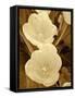 Sepia Blooms I-Jairo Rodriguez-Framed Stretched Canvas