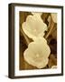 Sepia Blooms I-Jairo Rodriguez-Framed Photographic Print