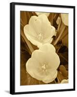 Sepia Blooms I-Jairo Rodriguez-Framed Photographic Print