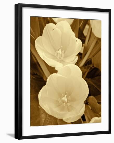 Sepia Blooms I-Jairo Rodriguez-Framed Photographic Print