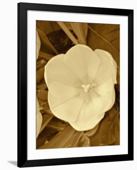 Sepia Blooms II-Jairo Rodriguez-Framed Photographic Print