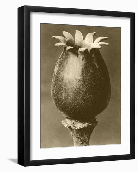 Sepia Botany Study I-Vision Studio-Framed Art Print