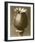 Sepia Botany Study I-Vision Studio-Framed Art Print