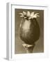 Sepia Botany Study I-Vision Studio-Framed Art Print