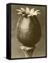 Sepia Botany Study I-Vision Studio-Framed Stretched Canvas