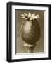 Sepia Botany Study I-Vision Studio-Framed Art Print