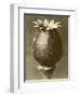 Sepia Botany Study I-Vision Studio-Framed Art Print