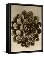 Sepia Botany Study II-Vision Studio-Framed Stretched Canvas