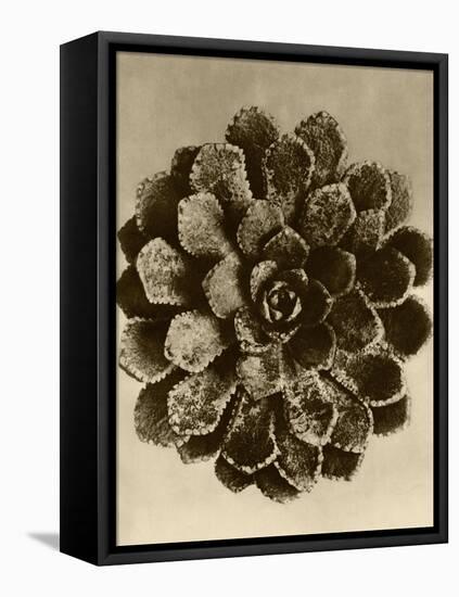 Sepia Botany Study II-Vision Studio-Framed Stretched Canvas