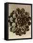 Sepia Botany Study II-Vision Studio-Framed Stretched Canvas
