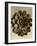 Sepia Botany Study II-Vision Studio-Framed Art Print