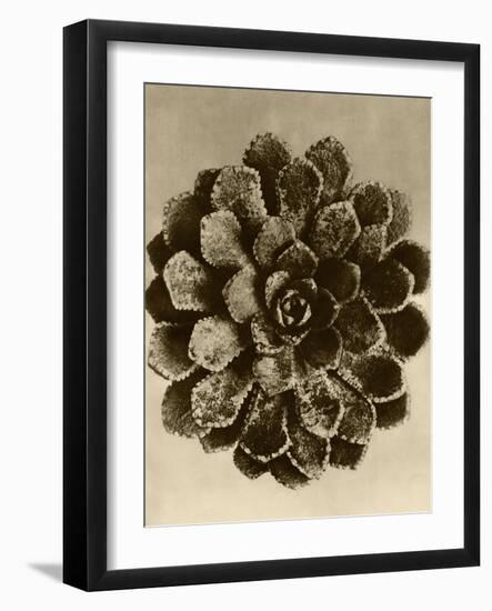 Sepia Botany Study II-Vision Studio-Framed Art Print