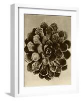 Sepia Botany Study II-Vision Studio-Framed Art Print