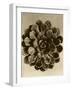 Sepia Botany Study II-Vision Studio-Framed Art Print