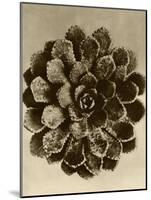 Sepia Botany Study II-Vision Studio-Mounted Art Print