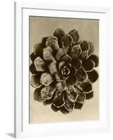 Sepia Botany Study II-Vision Studio-Framed Art Print