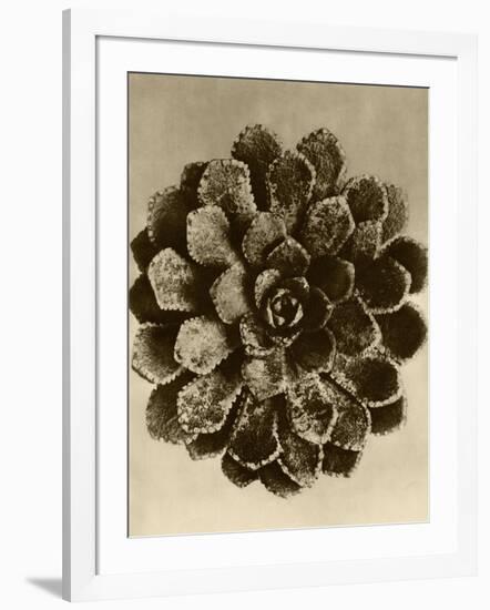 Sepia Botany Study II-Vision Studio-Framed Art Print