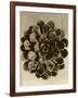 Sepia Botany Study II-Vision Studio-Framed Art Print