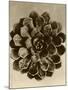 Sepia Botany Study II-Vision Studio-Mounted Art Print