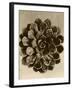 Sepia Botany Study II-Vision Studio-Framed Art Print