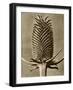 Sepia Botany Study III-Vision Studio-Framed Art Print