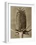 Sepia Botany Study III-Vision Studio-Framed Art Print