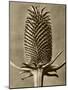 Sepia Botany Study III-Vision Studio-Mounted Art Print