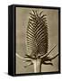 Sepia Botany Study III-Vision Studio-Framed Stretched Canvas